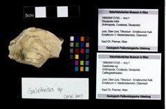 Foto (Objekt + Etikett) von Galatheites sp.  (NHMW-GEO-1990-0041-3165)